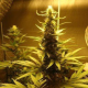 AK 48 - NIRVANA | TanieSianie.pl