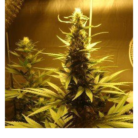 AK 48 - NIRVANA | TanieSianie.pl