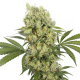 Buddha Medikit - BUDDHA SEEDS | TanieSianie.pl