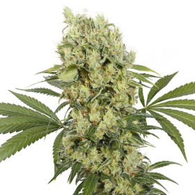 Buddha Medikit - BUDDHA SEEDS | TanieSianie.pl