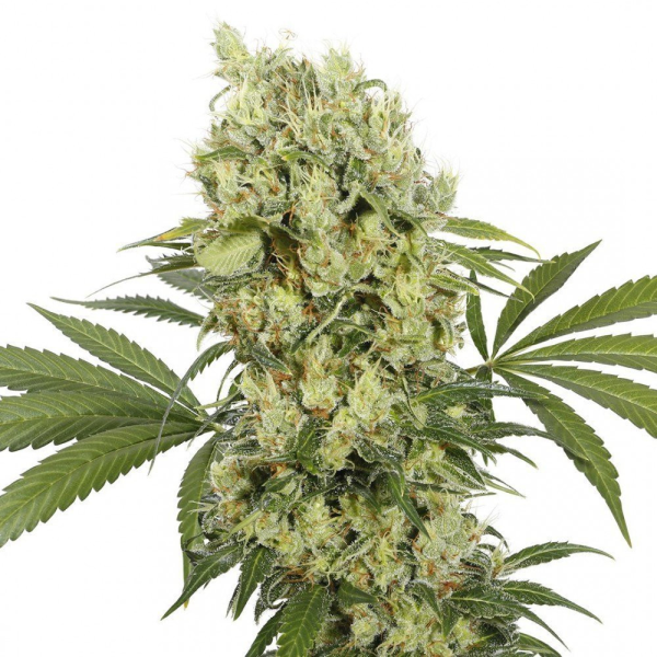 Buddha Medikit - BUDDHA SEEDS | TanieSianie.pl