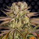 Pineapple Express - BARNEY'S FARM | TanieSianie.pl