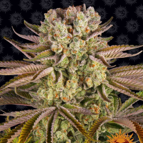 Pineapple Express - BARNEY'S FARM | TanieSianie.pl