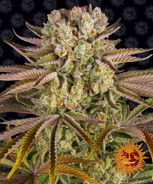 Pineapple Express - BARNEY'S FARM | TanieSianie.pl