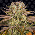 Pineapple Express - BARNEY'S FARM
