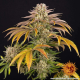 Pineapple Express - BARNEY'S FARM | TanieSianie.pl