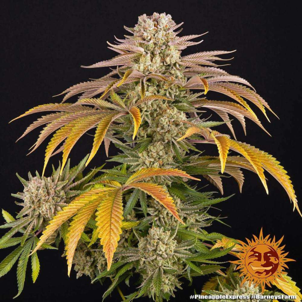 Pineapple Express - BARNEY'S FARM | TanieSianie.pl