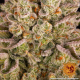 Pineapple Express - BARNEY'S FARM | TanieSianie.pl
