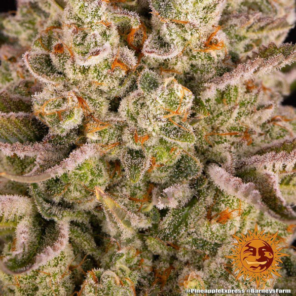 Pineapple Express - BARNEY'S FARM | TanieSianie.pl