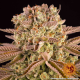 Pineapple Express - BARNEY'S FARM | TanieSianie.pl
