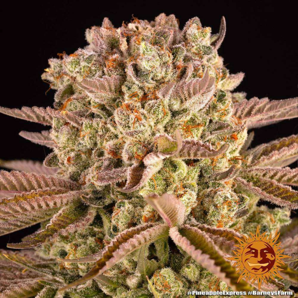 Pineapple Express - BARNEY'S FARM | TanieSianie.pl