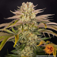 Pineapple Express - BARNEY'S FARM | TanieSianie.pl
