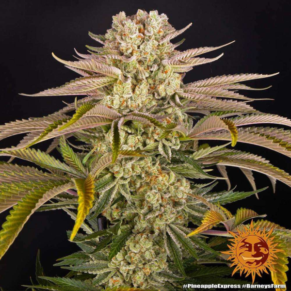 Pineapple Express - BARNEY'S FARM | TanieSianie.pl