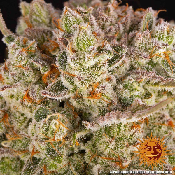Pineapple Express - BARNEY'S FARM | TanieSianie.pl
