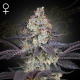 Ztrawberry - GREEN HOUSE SEEDS | TanieSianie.pl