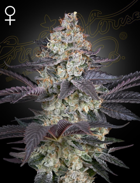 Ztrawberry - GREEN HOUSE SEEDS | TanieSianie.pl