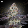 Ztrawberry - GREEN HOUSE SEEDS