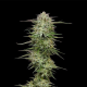 Pound Town Auto - HUMBOLDT SEED COMPANY | TanieSianie.pl
