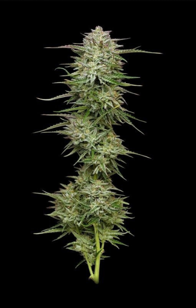 Pound Town Auto - HUMBOLDT SEED COMPANY | TanieSianie.pl