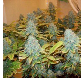 Aurora Indica - NIRVANA | TanieSianie.pl