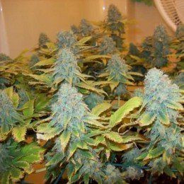 Aurora Indica - NIRVANA | TanieSianie.pl