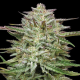 Pound Town Auto - HUMBOLDT SEED COMPANY | TanieSianie.pl