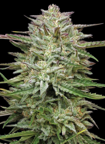 Pound Town Auto - HUMBOLDT SEED COMPANY | TanieSianie.pl