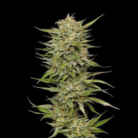 OG Kush Auto - HUMBOLDT SEED COMPANY | TanieSianie.pl