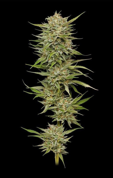 OG Kush Auto - HUMBOLDT SEED COMPANY | TanieSianie.pl
