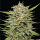 OG Kush Auto - HUMBOLDT SEED COMPANY | TanieSianie.pl