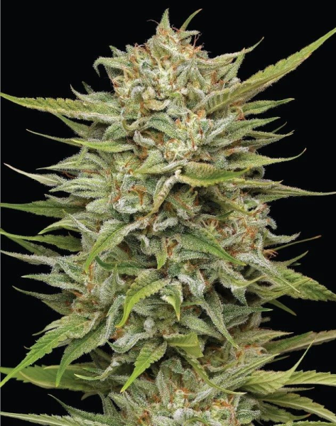 OG Kush Auto - HUMBOLDT SEED COMPANY | TanieSianie.pl