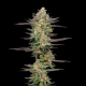 Mint Jelly Auto - HUMBOLDT SEED COMPANY | TanieSianie.pl