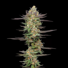 Mint Jelly Auto - HUMBOLDT SEED COMPANY | TanieSianie.pl