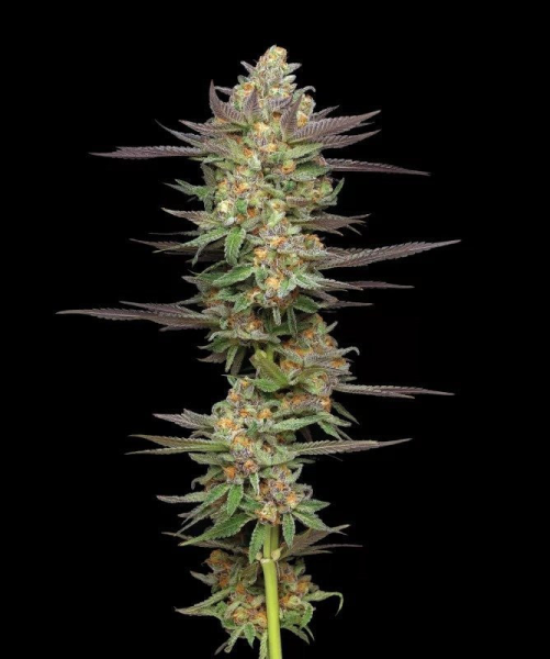 Mint Jelly Auto - HUMBOLDT SEED COMPANY | TanieSianie.pl