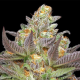 Mint Jelly Auto - HUMBOLDT SEED COMPANY | TanieSianie.pl