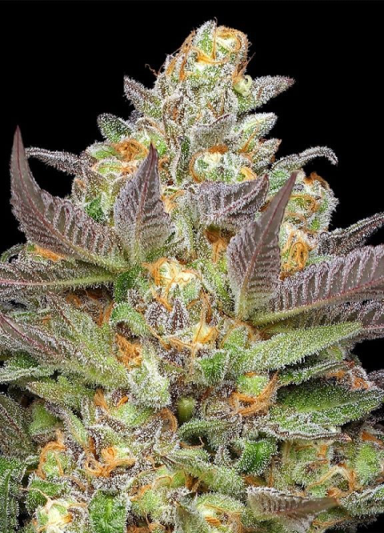 Mint Jelly Auto - HUMBOLDT SEED COMPANY | TanieSianie.pl