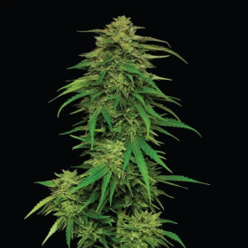 Mango Sherbert Auto - HUMBOLDT SEED COMPANY | TanieSianie.pl