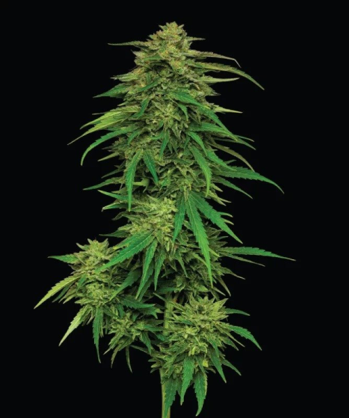 Mango Sherbert Auto - HUMBOLDT SEED COMPANY | TanieSianie.pl