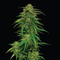 Mango Sherbert Auto - HUMBOLDT SEED COMPANY