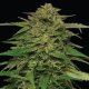 Mango Sherbert Auto - HUMBOLDT SEED COMPANY | TanieSianie.pl
