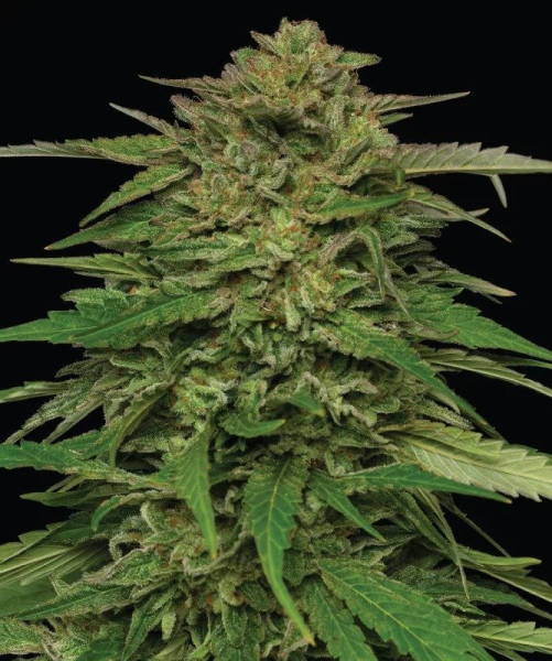 Mango Sherbert Auto - HUMBOLDT SEED COMPANY | TanieSianie.pl