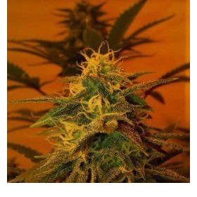Black Jack - NIRVANA | TanieSianie.pl