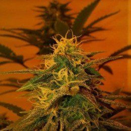 Black Jack - NIRVANA | TanieSianie.pl