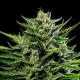 Emerald Fire OG Auto - HUMBOLDT SEED COMPANY | TanieSianie.pl