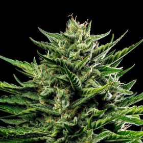 Emerald Fire OG Auto - HUMBOLDT SEED COMPANY | TanieSianie.pl