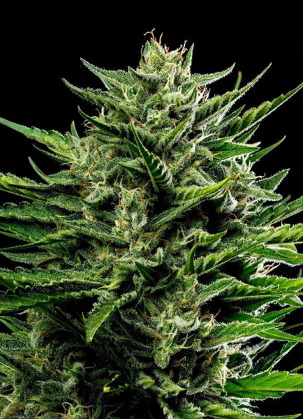 Emerald Fire OG Auto - HUMBOLDT SEED COMPANY | TanieSianie.pl