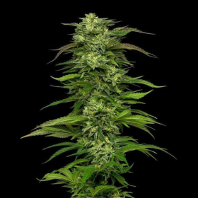 Dream Queen Auto - HUMBOLDT SEED COMPANY | TanieSianie.pl