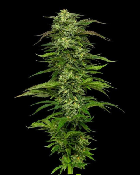 Dream Queen Auto - HUMBOLDT SEED COMPANY | TanieSianie.pl