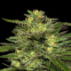 Dream Queen Auto - HUMBOLDT SEED COMPANY | TanieSianie.pl