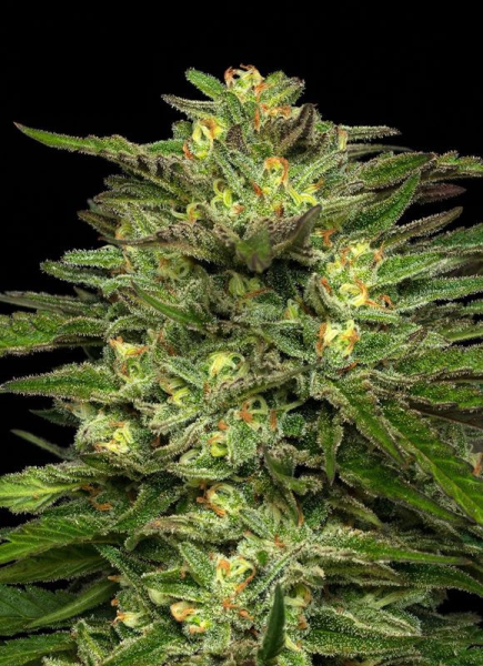 Dream Queen Auto - HUMBOLDT SEED COMPANY | TanieSianie.pl